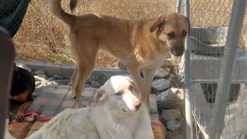 Δράμα με τα σκυλιά στα Τσαϊρια-Πολλά έφυγαν προς Περαία (ΒΙΝΤΕΟ)