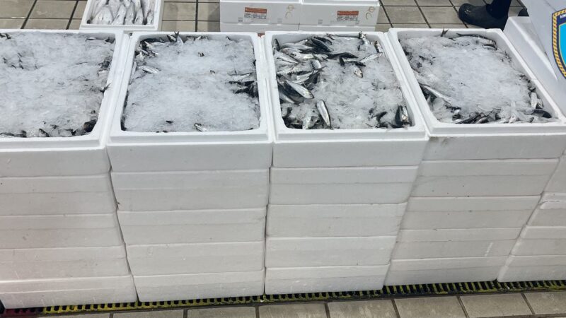 Ιχθυόσκαλα: Κατασχέθηκαν 42 κιβώτια με σαρδέλες και ένας ξιφίας 16 κιλών (ΦΩΤΟΡΕΠΟΡΤΑΖ)