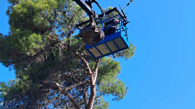 ΠΡΟΣΟΧΗ-ΤΩΡΑ: Εργασίες κλάδευσης δέντρων στην Αγία Τριάδα