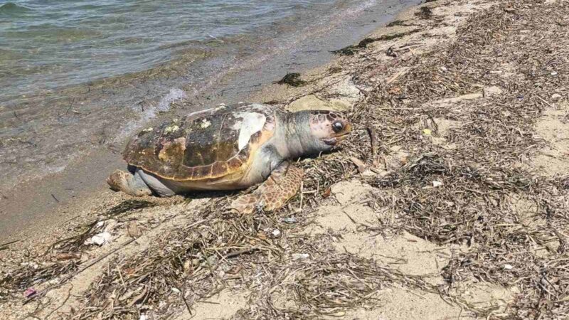 Τεράστια νεκρή χελώνα στη θάλασσα του ΚΑΠΠΑ (ΦΩΤΟΡΕΠΟΡΤΑΖ)