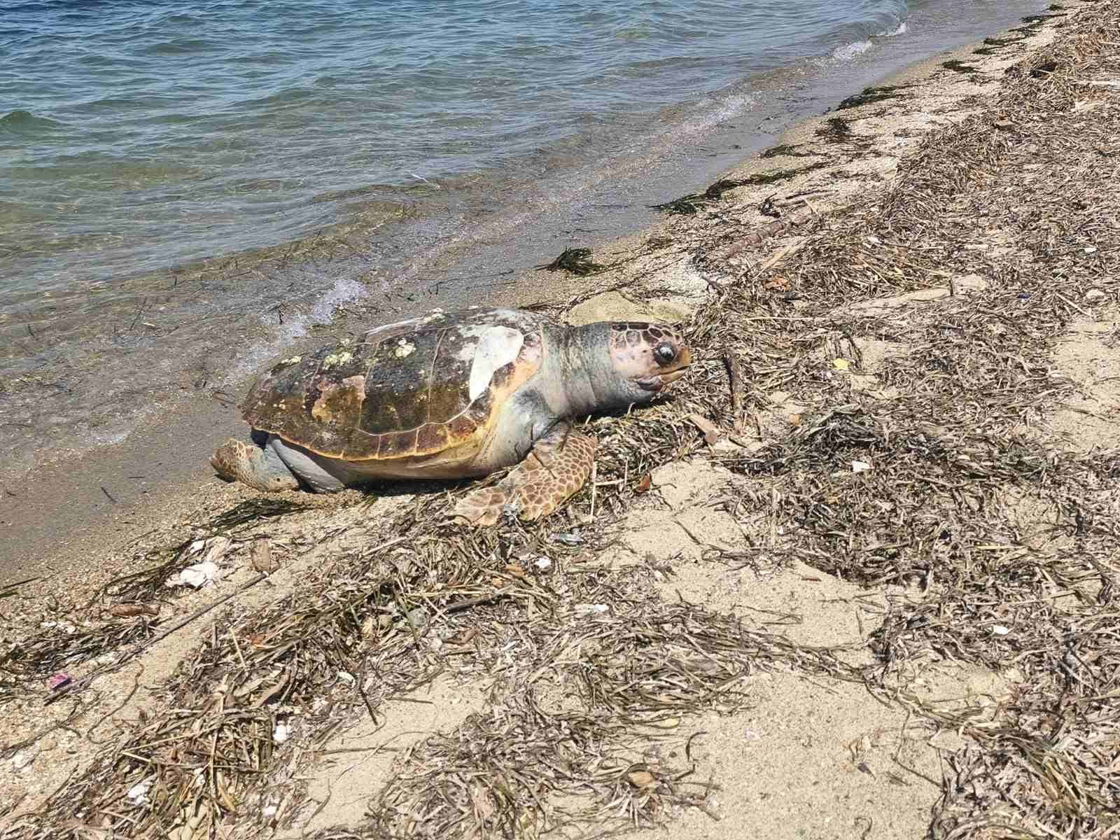 Τεράστια νεκρή χελώνα στη θάλασσα του ΚΑΠΠΑ (ΦΩΤΟΡΕΠΟΡΤΑΖ)
