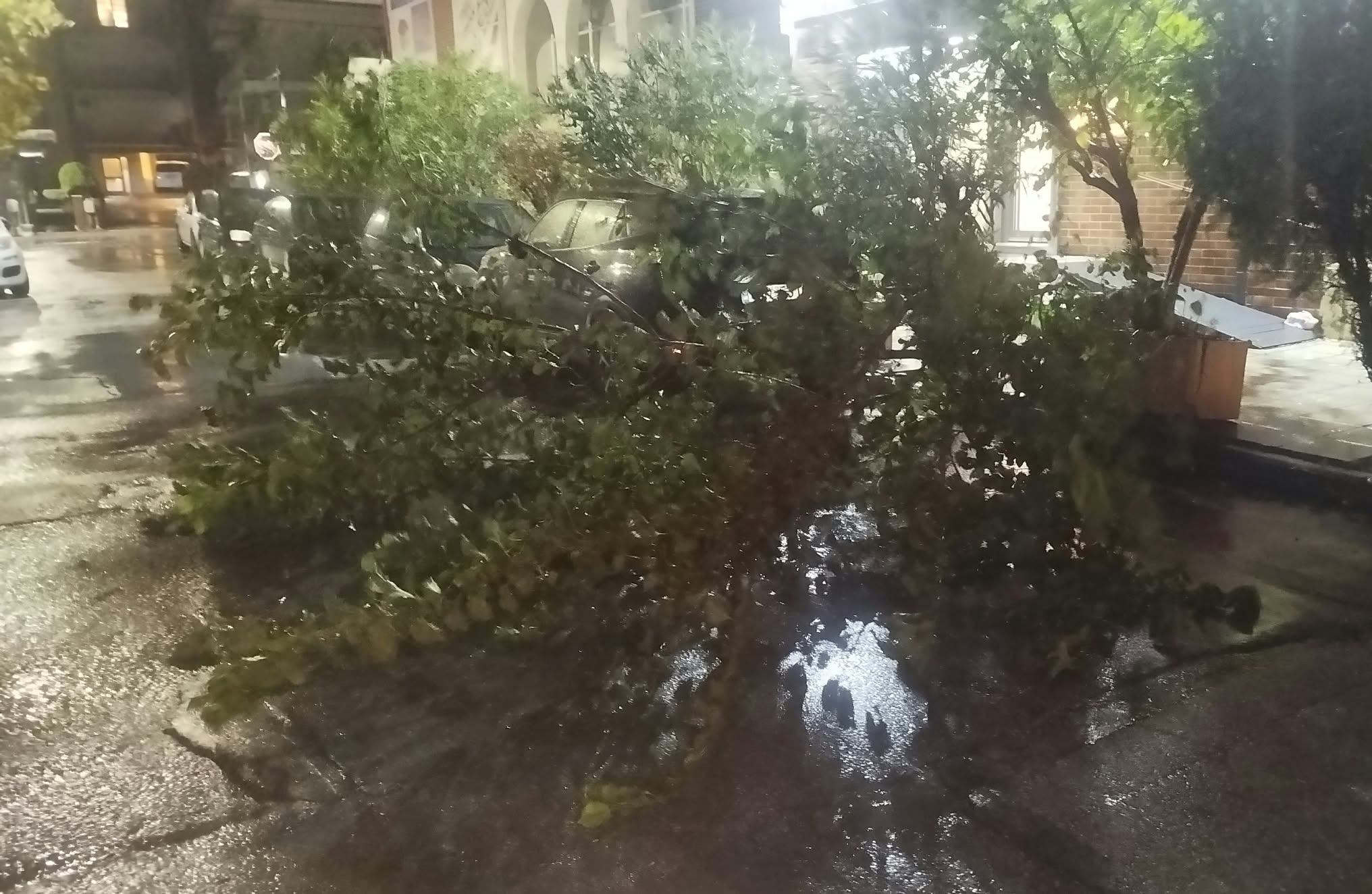 ΠΕΡΑΙΑ: Ο δυνατός αέρας έριξε δέντρα