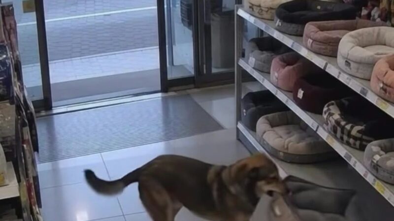 Σκύλος μπήκε σε pet store πήρε μόνος του το κρεβάτι του κι έφυγε! Καληνύχτα… (BINTEO)