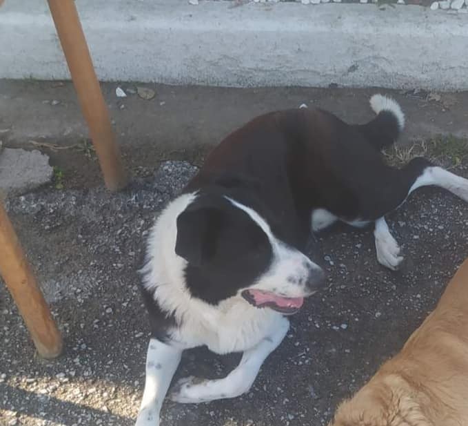 Στα όριά τους οι φιλόζωοι του Δήμου μας